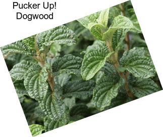 Pucker Up! Dogwood