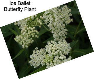 Ice Ballet Butterfly Plant