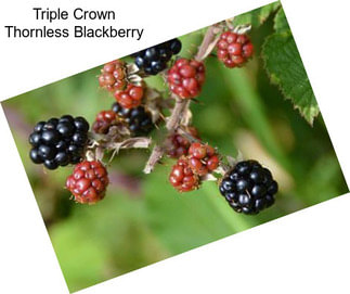 Triple Crown Thornless Blackberry