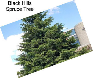 Black Hills Spruce Tree