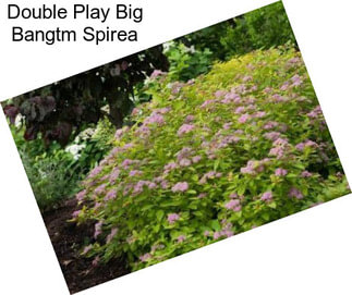 Double Play Big Bangtm Spirea