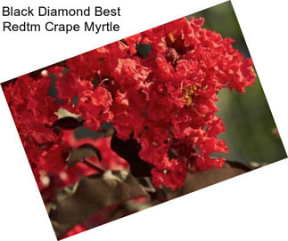 Black Diamond Best Redtm Crape Myrtle