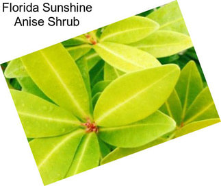 Florida Sunshine Anise Shrub