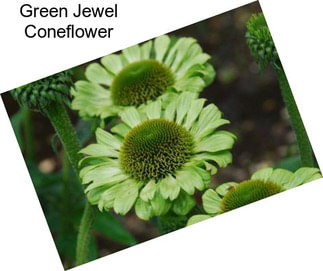 Green Jewel Coneflower