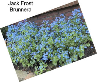 Jack Frost Brunnera