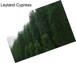 Leyland Cypress