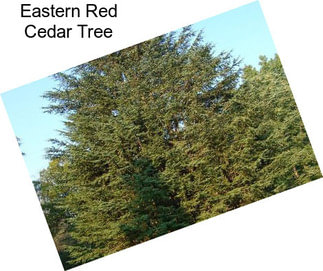 Eastern Red Cedar Tree