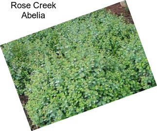 Rose Creek Abelia