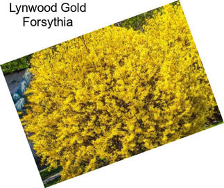 Lynwood Gold Forsythia