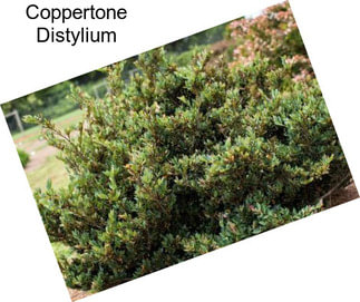 Coppertone Distylium