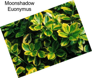 Moonshadow Euonymus