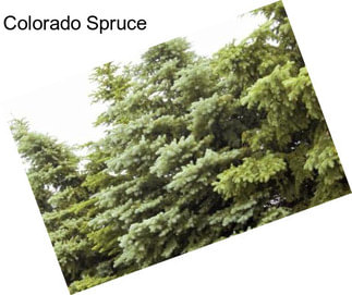 Colorado Spruce