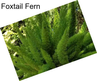 Foxtail Fern