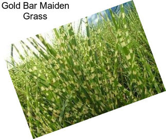 Gold Bar Maiden Grass