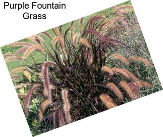 Purple Fountain Grass