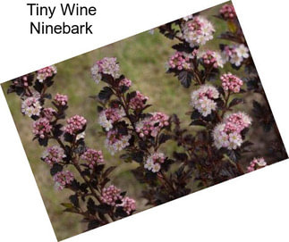Tiny Wine Ninebark