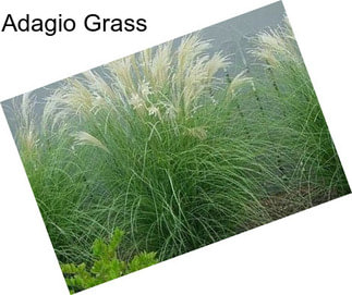 Adagio Grass