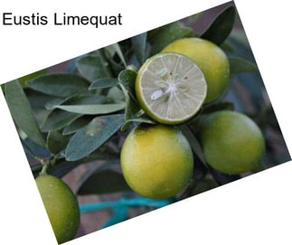 Eustis Limequat