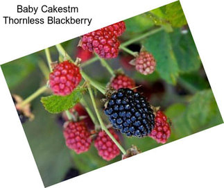 Baby Cakestm Thornless Blackberry