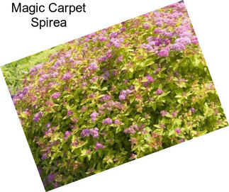 Magic Carpet Spirea
