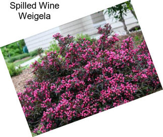 Spilled Wine Weigela