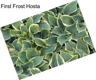 First Frost Hosta