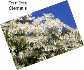 Terniflora Clematis