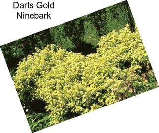 Darts Gold Ninebark