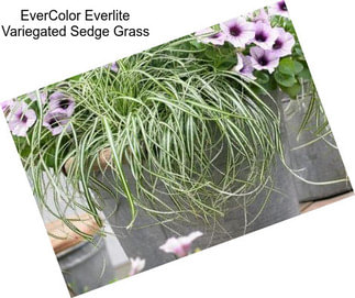 EverColor Everlite Variegated Sedge Grass