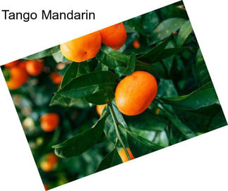 Tango Mandarin