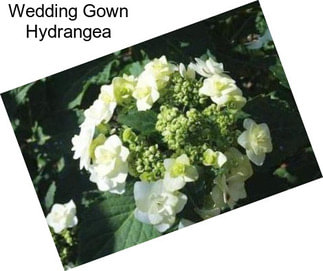 Wedding Gown Hydrangea