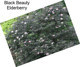 Black Beauty Elderberry