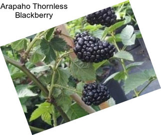 Arapaho Thornless Blackberry