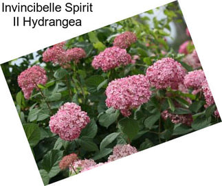 Invincibelle Spirit II Hydrangea