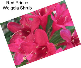 Red Prince Weigela Shrub