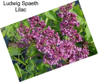 Ludwig Spaeth Lilac