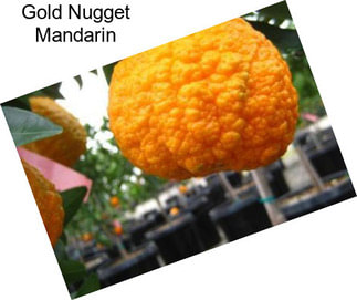 Gold Nugget Mandarin