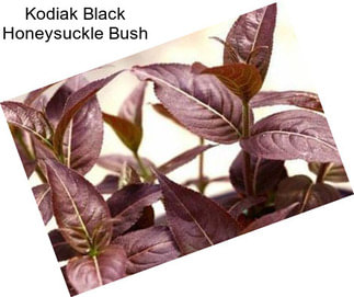 Kodiak Black Honeysuckle Bush
