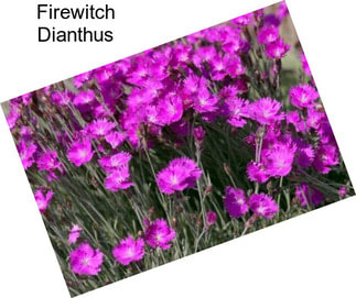 Firewitch Dianthus