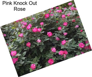 Pink Knock Out Rose