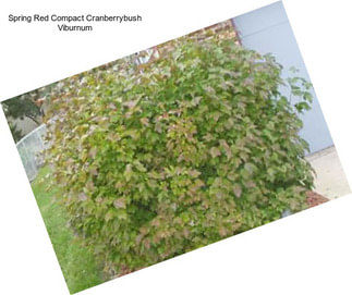 Spring Red Compact Cranberrybush Viburnum