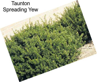 Taunton Spreading Yew