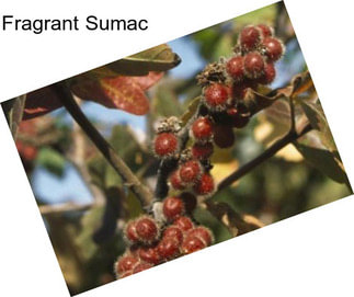 Fragrant Sumac