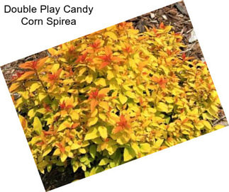 Double Play Candy Corn Spirea