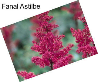 Fanal Astilbe