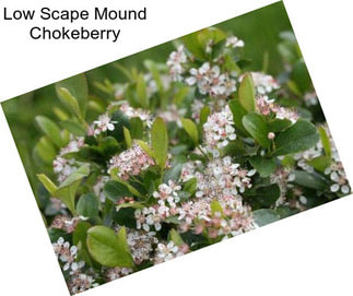 Low Scape Mound Chokeberry