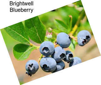 Brightwell Blueberry