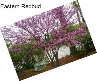 Eastern Redbud