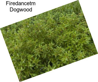 Firedancetm Dogwood