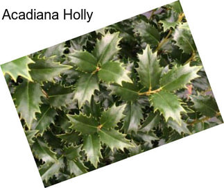 Acadiana Holly